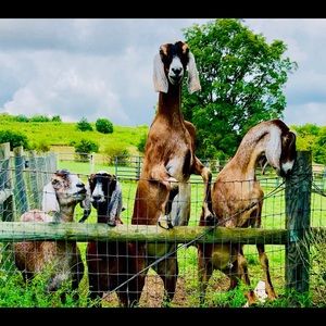 Meet your Posher, Cassandra